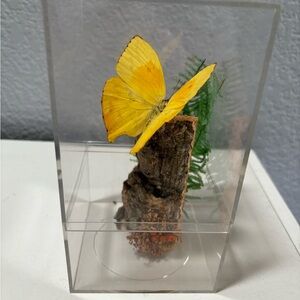 Vintage Mounted Butterfly